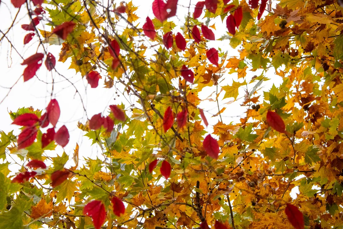 Wick's Seasonal Events Guide: What's On This Autumn